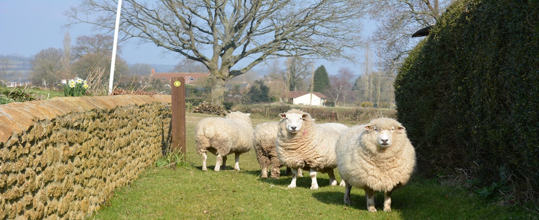 Sheep by gateway