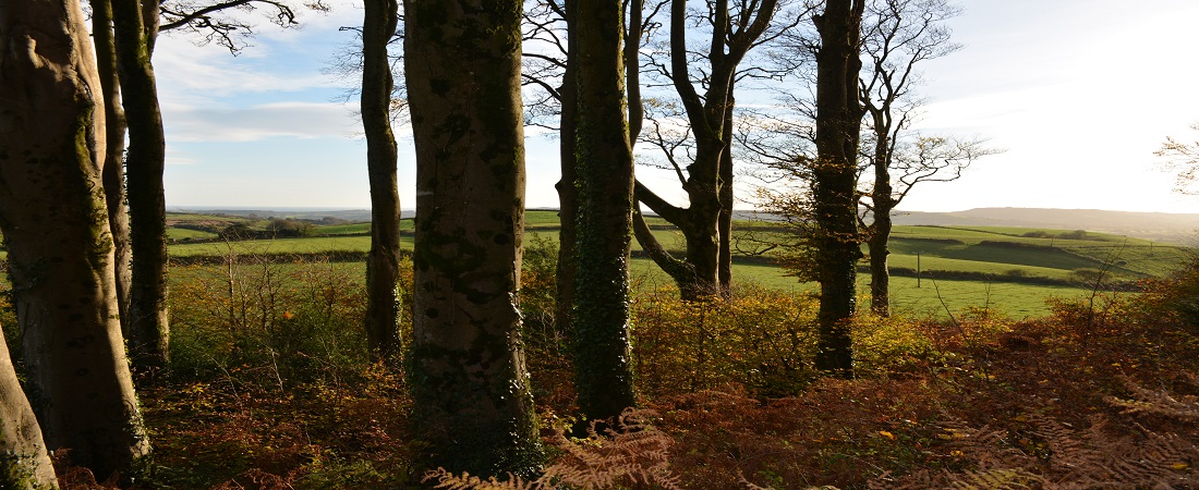 Trees and countryside