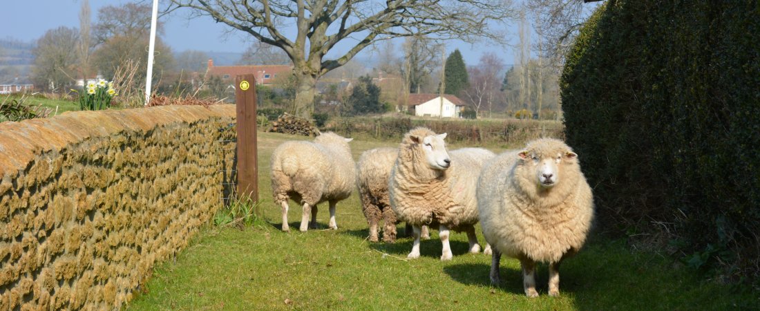 Sheep by gateway